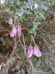 Polygala fruticosa