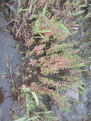 Suaeda australis