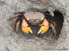 Neosarmatium australiense