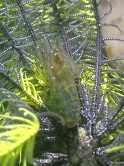 Synalpheus stimpsonii