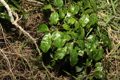 Archidendron grandiflorum