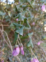 Polygala fruticosa
