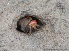 Neosarmatium australiense