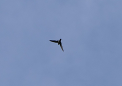 Aerodramus terraereginae