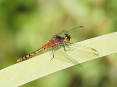 Diplacodes melanopsis