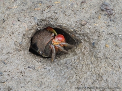 Neosarmatium australiense