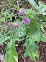 Mimosa microphylla