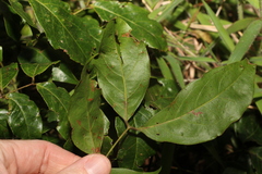 Archidendron grandiflorum