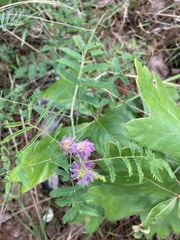 Mimosa microphylla