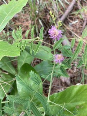 Mimosa microphylla