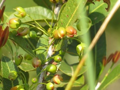 Ochna natalitia
