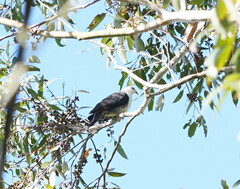 Columba leucomela