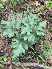 Silphium compositum