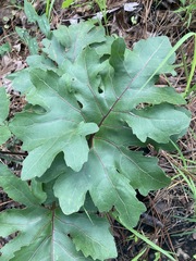 Silphium compositum