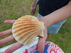 Pecten fumatus