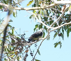 Columba leucomela