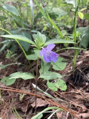 Ruellia caroliniensis