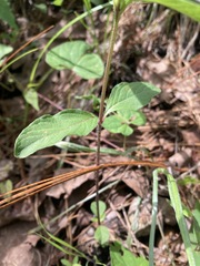 Ruellia caroliniensis