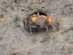 Neosarmatium australiense