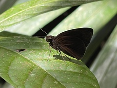 Ancistroides nigrita