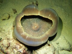 Amplexidiscus fenestrafer