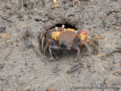 Neosarmatium australiense
