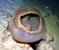 Amplexidiscus fenestrafer