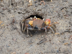 Neosarmatium australiense