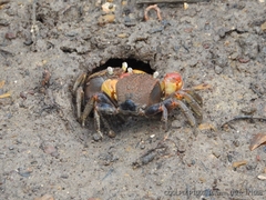 Neosarmatium australiense