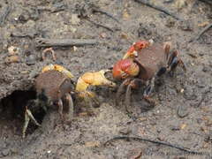 Neosarmatium australiense