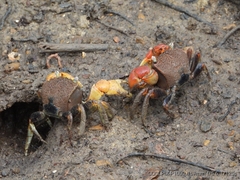 Neosarmatium australiense