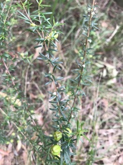 Micrantheum ericoides