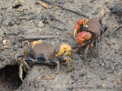 Neosarmatium australiense