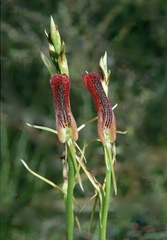 Cryptostylis hunteriana
