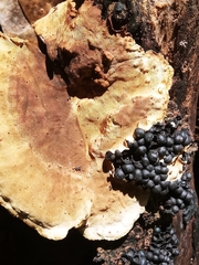 Rosellinia subiculata