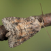Suspected Moth - Photo (c) Nikolai Vladimirov, some rights reserved (CC BY-NC), uploaded by Nikolai Vladimirov