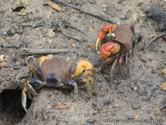 Neosarmatium australiense