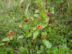 Malvastrum aurantiacum