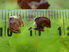 Malvastrum aurantiacum