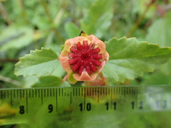 Malvastrum aurantiacum