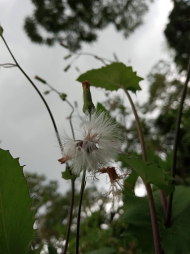Erechtites hieraciifolia image