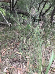 Micrantheum ericoides