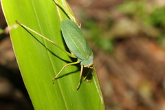 Ozphyllum naskreckii