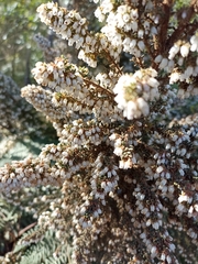 Erica scabriuscula