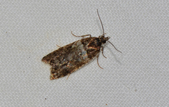 Tebenna micalis