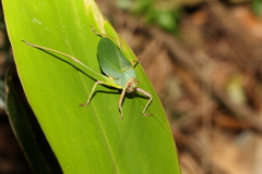 Ozphyllum naskreckii