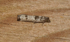 Spilonota constrictana