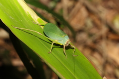 Ozphyllum naskreckii