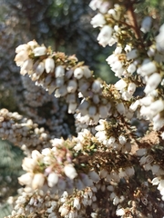 Erica scabriuscula