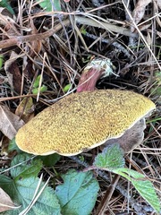 Xerocomellus mendocinensis